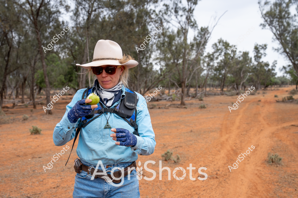A woman agricultural researcher stands in an arid Australian landscape, wearing protective field gear and holding a piece of fruit. Dressed in a light blue long-sleeved shirt, blue denim jeans, and a wide-brimmed cream cowboy hat, she is equipped with blue work gloves and sunglasses. The background reveals a classic Australian bush setting with sparse eucalyptus trees and rich red-orange dirt road cutting through a dry woodland area. Her personal equipment includes a blue backpack labeled with her name, and she appears to be conducting field research or surveying in a remote rural environment. The landscape suggests drought conditions or a dry seasonal period, with minimal ground vegetation and a sparse, weathered tree line typical of inland Australian agricultural regions.