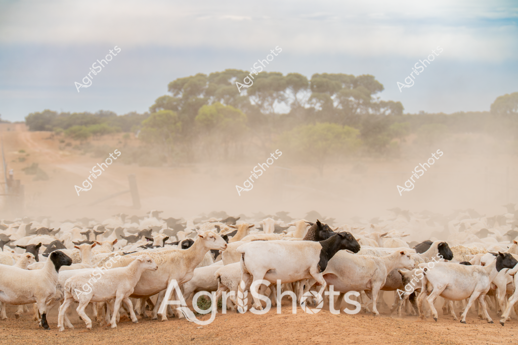 A large flock of light-colored sheep moves across a dusty rural landscape, kicking up a dense cloud of earthen particles. The mob comprises predominantly white sheep with some black-headed individuals scattered throughout the herd, creating a distinctive visual pattern against the dry, compacted ground. Sparse trees and vegetation line the distant horizon, suggesting an arid Australian pastoral setting, likely in a region experiencing dry seasonal conditions. The sheep appear to be moving with purpose, potentially being mustered by unseen livestock managers, their dense clustering indicating coordinated movement across the sparse paddock. The warm, muted color palette of beige earth, pale sheep, and soft green-gray vegetation captures the quintessential Australian rural landscape, highlighting the resilience of both the livestock and the environment.

The scene evokes the challenging conditions of Australian sheep farming, where careful management and adaptation are critical to survival. The dust cloud surrounding the sheep emphasizes the intensity of their movement and the dry, potentially drought-affected terrain they traverse.