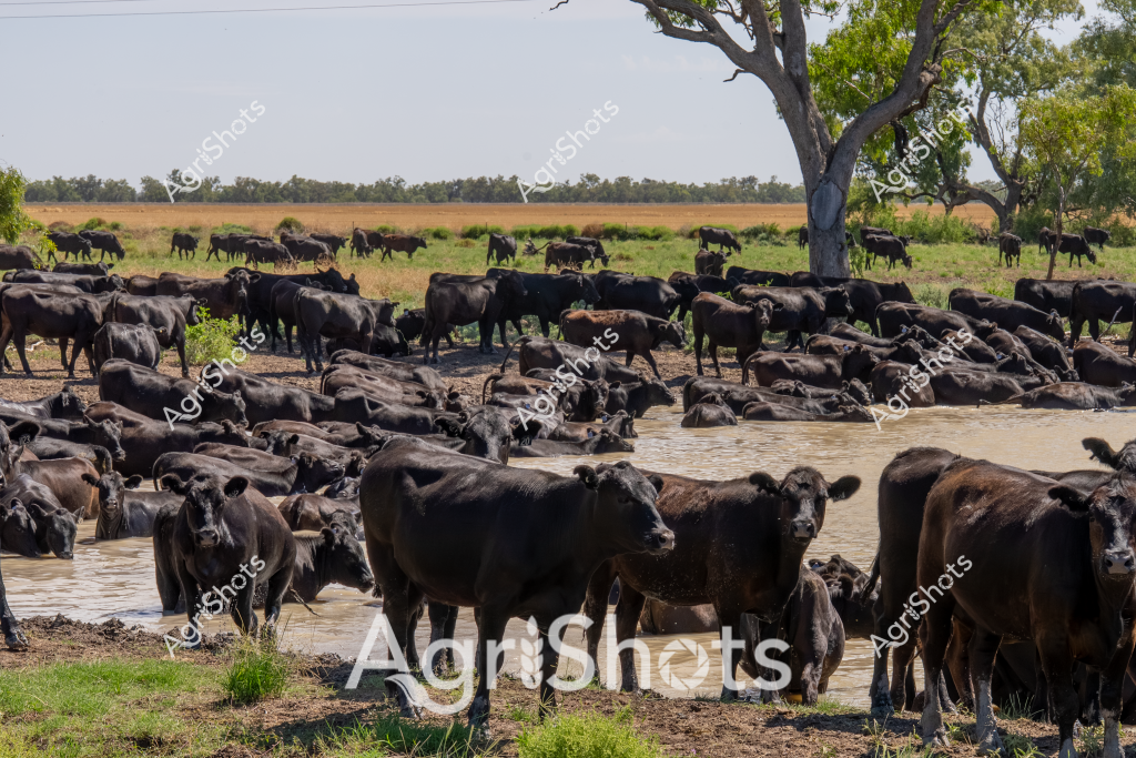 A large herd of black beef cattle congregate around a waterhole on a rural Australian property, seeking relief from the heat. The cattle, likely Angus or Wagyu breed, are densely packed in and around a muddy water source, with some standing in the water and others grazing on the surrounding grassland. A large, weathered eucalyptus tree provides sparse shade in the background, highlighting the dry, expansive landscape typical of northern Australian cattle stations.

In the foreground, dozens of cattle stand knee-deep in the murky water, their black coats glistening in the bright sunlight. Some animals are drinking, while others simply stand to cool themselves, creating a dense cluster of bovine bodies. The surrounding landscape is a mix of dry golden grasses and patches of green vegetation, suggesting this may be during the late dry season or early wet season.

The scene captures the essence of extensive cattle farming in Australia, where large herds are managed across vast, often arid landscapes. The waterhole serves as a critical resource for the cattle, demonstrating the importance of water management in Australian agricultural practices. The image portrays the resilience of both the cattle and the agricultural system that supports them in challenging environmental conditions.