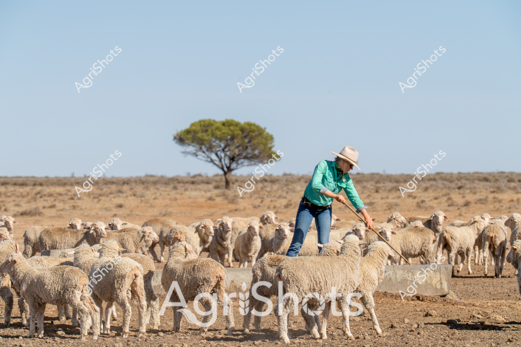 A woman stockman in a bright green long-sleeved shirt and wide-brimmed hat stands amidst a large flock of Merino sheep in a dry, sparse Australian outback landscape. The woolly flock covers the dusty ground, their cream-colored fleeces blending with the arid terrain, while a solitary tree stands in the distant background against a clear blue sky. The stockwoman uses a long herding stick to guide and manage the sheep, demonstrating the skilled and challenging work of livestock management in remote rural Australia. The scene captures the harsh beauty of the pastoral landscape, highlighting the resilience required in sheep farming and the expansive, unforgiving nature of the Australian interior. Her stance and positioning among the sheep reveal the close relationship between the livestock manager and the flock, a testament to the intricate skills of Australian agricultural workers.