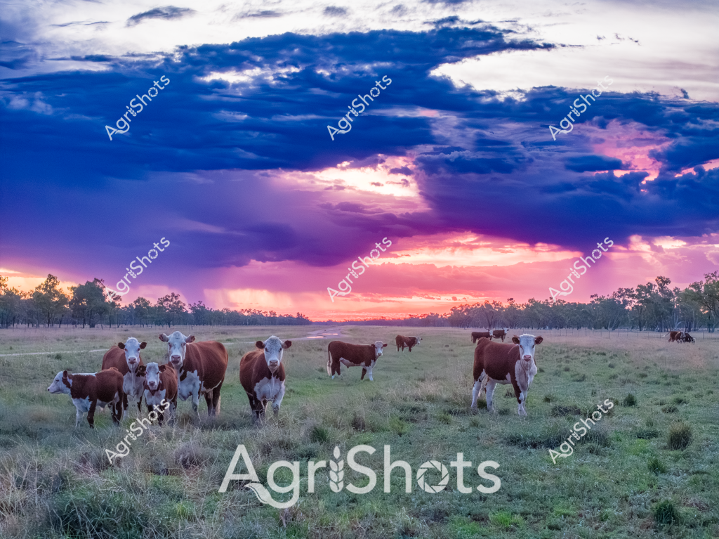 A stunning pastoral scene unfolds at sunset, featuring a herd of Hereford and Hereford-cross cattle grazing across a lush pasture under a dramatic sky. The landscape is bathed in breathtaking colors - deep blue clouds transitioning to vibrant purple and pink hues as the sun sets, creating a spectacular backdrop for the grazing livestock. Approximately 8-10 cattle, predominantly white-faced Herefords with rich reddish-brown bodies, stand quietly in the foreground, some clustered together while others are more spread out across the grassy paddock. Sparse eucalyptus trees line the distant horizon, their silhouettes adding depth to the expansive rural scene. The grassland appears soft and green, indicating good seasonal conditions and healthy pasture growth. This image captures the quintessential Australian agricultural landscape, showcasing the peaceful coexistence of livestock and the natural environment during the magical twilight hours.