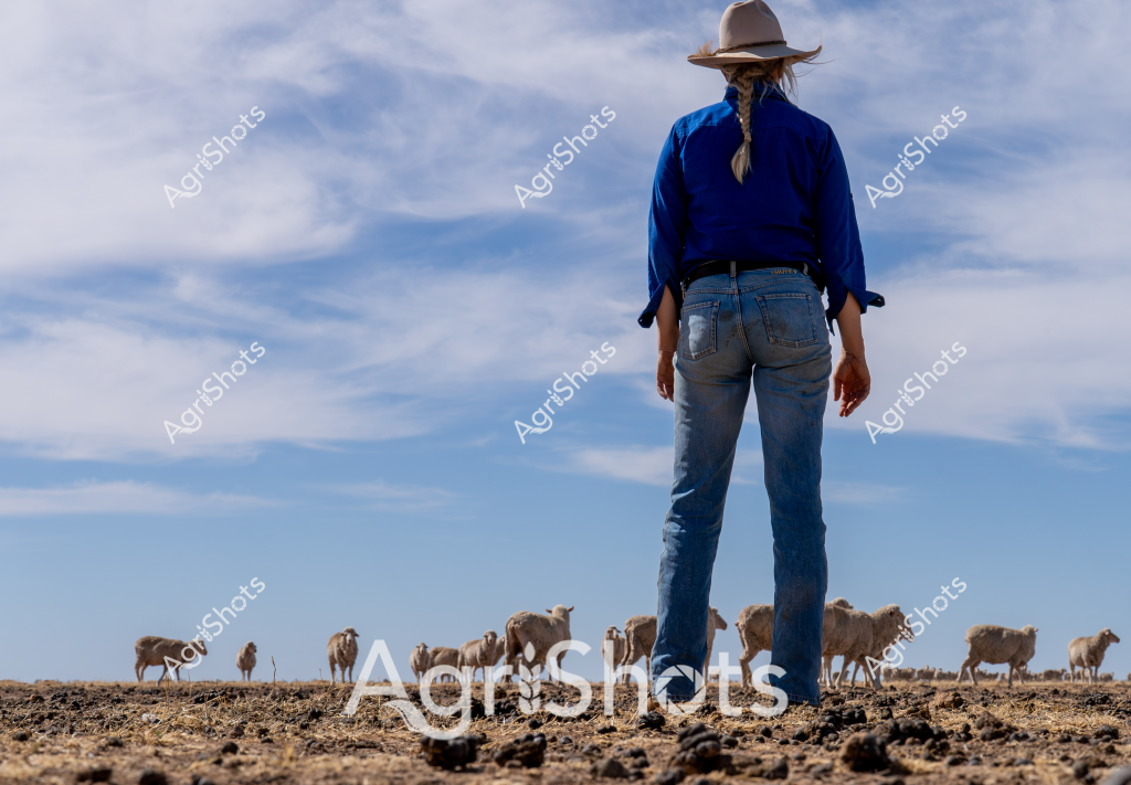 A woman livestock manager stands with her back to the camera, overlooking a flock of sheep grazing across a dry, rocky landscape. Wearing a wide-brimmed hat and a deep blue long-sleeved shirt with blue denim jeans, she surveys the terrain with a sense of quiet determination. The ground is rocky and sparse, with scattered stones and minimal vegetation, suggesting an arid or drought-affected region. A small herd of sheep, likely merino or crossbreed, graze cautiously across the foreground, their woolly forms creating a textural contrast against the barren earth. The sky is a soft blue with wispy clouds, stretching wide and expansive above the landscape, emphasizing the open nature of the pastoral setting. This image captures the solitary and challenging nature of livestock management in Australia's harsh rural environments, highlighting the connection between the shepherd and the land.