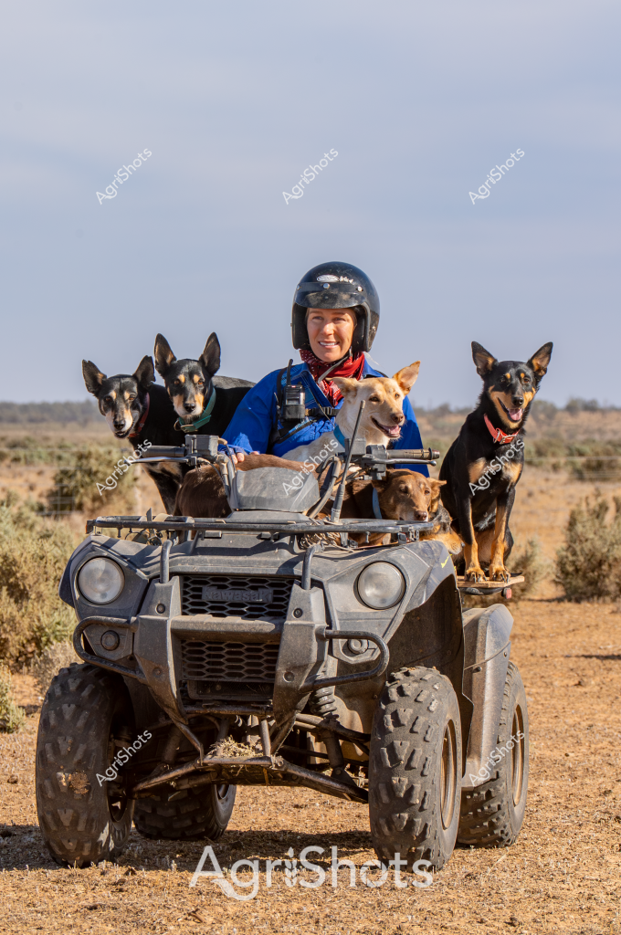 A woman wearing a blue jacket and protective helmet sits on an all-terrain vehicle (ATV) in an arid Australian landscape, accompanied by four alert working dogs. The rugged quad bike is positioned in a sparse desert environment with low scrubby vegetation and a muted blue sky in the background. Four dogs - a mix of what appear to be Australian cattle dog breeds - are positioned strategically around the vehicle, two on each side, looking attentive and ready for work. The scene captures the essence of rural Australian farm management, highlighting the partnership between a skilled worker and her highly trained canine companions in navigating challenging outback terrain. The dogs, wearing bandanas, demonstrate the close working relationship between humans and animals in agricultural settings, showcasing the adaptability and teamwork required in remote Australian landscapes.

The image embodies the spirit of rural Australian agriculture - resilient, practical, and built on strong working partnerships between people, animals, and robust machinery designed to handle extreme environmental conditions.