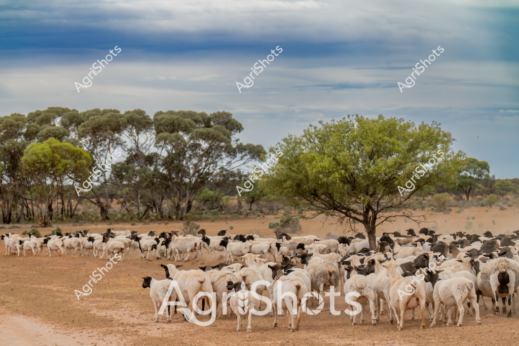 A dense flock of white and black-headed sheep crowd together on a dry, dusty paddock in an Australian rural landscape. The sheep, likely Merino or a similar wool breed, are tightly grouped near some scattered eucalyptus trees with a backdrop of blue-grey cloudy skies. The arid terrain suggests this is a pastoral region, potentially in western New South Wales or South Australia, where sheep farming is a critical agricultural industry. The landscape is characterised by sparse vegetation, reddish-brown earth, and sparse green trees scattered across the horizon, indicating challenging environmental conditions. The mob of sheep appears calm and clustered, possibly awaiting movement to another grazing area or seeking shade from the sparse tree cover. This image captures the essence of Australian sheep farming - resilient livestock adapted to harsh, expansive agricultural landscapes.