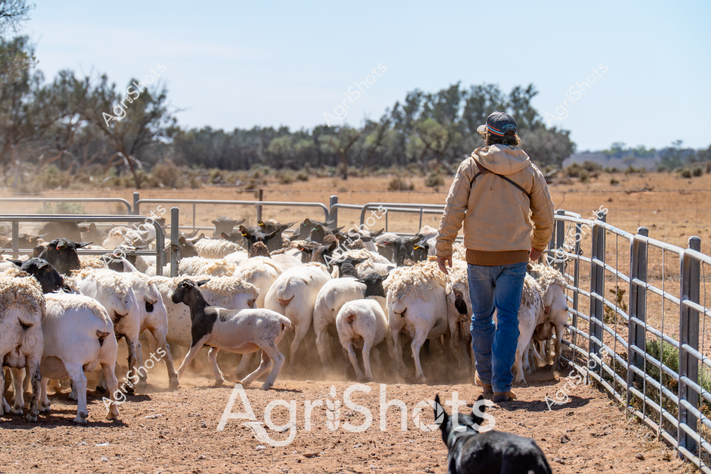A man stockman guides a large flock of white and black sheep through a metal livestock yard in a dry, arid Australian agricultural landscape. Wearing a tan jacket and blue jeans, the stockman walks alongside the tightly packed mob of sheep, with dusty paddock ground beneath their feet and sparse eucalyptus trees visible in the background. A working dog sits attentively in the foreground, ready to assist with herding. The sheep appear to be a mix of white and darker-colored breeds, tightly clustered within the metal fencing, kicking up small clouds of dust as they move. The scene captures the typical rural agricultural setting of inland Australia, with its harsh, sun-bleached landscape and the essential role of livestock management in farming operations.