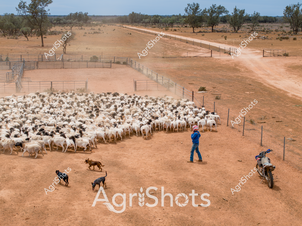 A skilled stockman in blue work attire manages a large flock of white and black sheep within a dusty, fenced paddock in the Australian outback. Multiple working dogs assist in herding the dense mob of livestock, strategically positioned to guide and control the sheep's movement. The arid landscape stretches to the horizon, characterized by reddish-brown earth, sparse eucalyptus trees, and a long fence line cutting through the dry terrain. A motorcycle stands ready nearby, highlighting the modern tools used in contemporary sheep farming. The scene captures the classic Australian pastoral setting - a testament to the challenging environment and the skilled workers who manage livestock across vast, unforgiving landscapes. The tightly packed sheep demonstrate the scale of Australian sheep production, with the stockman and dogs working in precise coordination to manage the herd.