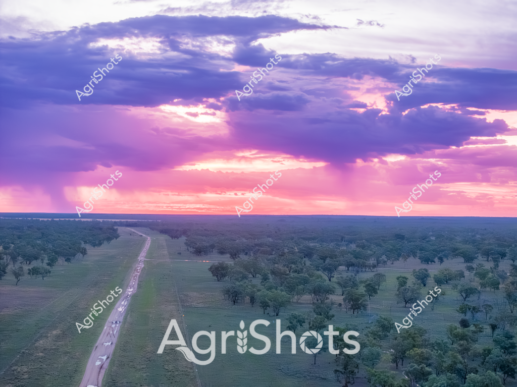 A breathtaking aerial view captures a long rural highway cutting through a lush green landscape at sunset, with an expansive canopy of trees stretching across the horizon. The sky explodes in vibrant purple, pink, and lavender hues, with dramatic cloud formations creating a spectacular light show above the undulating terrain. A line of vehicles travels along the straight road, which appears to bisect a dense woodland area with scattered trees and open grasslands. The scene is bathed in the soft, ethereal light of what seems to be a late afternoon or early evening, with the sun's rays creating a luminous backdrop that transforms the landscape into a canvas of natural beauty. The perspective suggests this is likely an Australian rural or outback region, with its characteristic wide-open spaces and dramatic sky. The landscape demonstrates the vast, interconnected nature of Australia's agricultural and wilderness regions, where infrastructure and natural environment coexist in harmonious expanse.