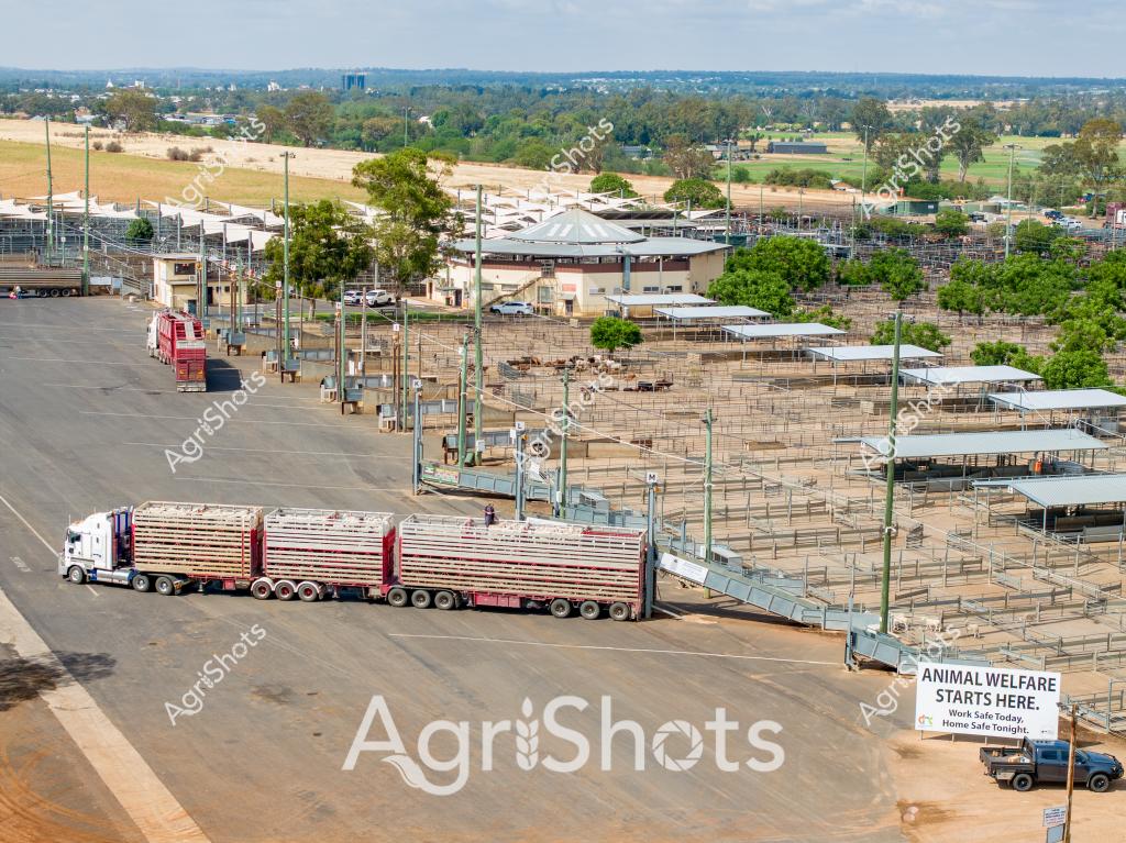 This image captures a comprehensive view of a livestock sale yard or agricultural processing facility, likely in an Australian rural setting. A large, multi-trailer livestock transport truck is positioned at the entry point of an expansive facility with multiple covered holding pens and infrastructure. The "Animal Welfare Starts Here" sign prominently indicates the facility's commitment to ethical livestock handling practices.

The landscape reveals a broad agricultural setting with green trees and distant urban structures visible on the horizon, suggesting this is near a regional town or city. Multiple steel-framed holding pens with white shade covers are systematically arranged, demonstrating a modern, structured approach to livestock management. Green steel support poles create a grid-like framework throughout the facility, enabling efficient animal movement and processing.

The transport truck appears to be a standard Australian road train configuration, with multiple trailers designed for long-distance livestock transportation, typical of cattle or sheep movements across vast pastoral regions. The facility's infrastructure suggests this is a sophisticated livestock sales yard, likely used for cattle or sheep auctions, with carefully designed loading ramps and holding areas to ensure animal welfare and efficient agricultural commerce.

The scene represents a key node in Australia's agricultural supply chain, where livestock are professionally managed, transported, and traded with systematic precision and care.