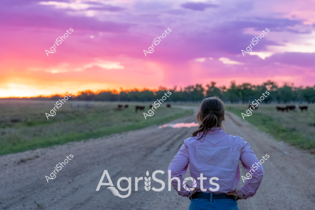 A woman farmer stands with her back to the camera, gazing across a rural landscape at sunset. The dirt road stretches ahead, leading towards a distant treeline where several cattle graze peacefully in the background. The sky is a breathtaking canvas of purple, pink, and orange hues, with soft clouds catching the last golden light of day. She wears a light purple button-up shirt and blue jeans, her stance confident and contemplative as she surveys the pastoral scene. The image captures a moment of quiet reflection, highlighting the connection between a farmer and the expansive agricultural landscape at the magical twilight hour.