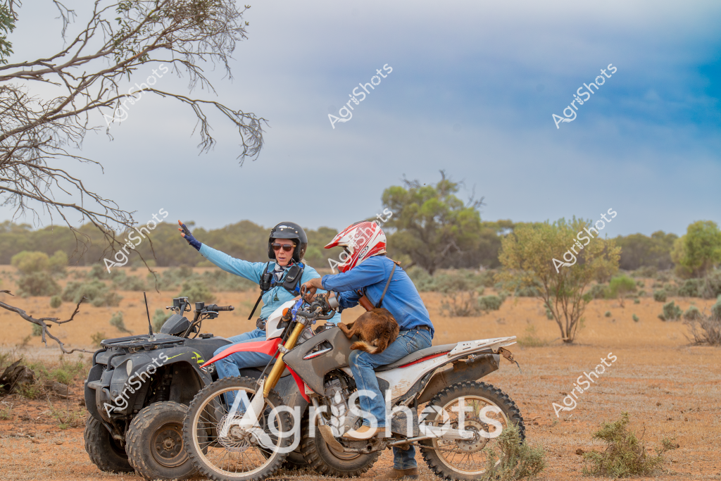 Two people ride off-road vehicles across an arid Australian landscape, exploring a dry, sparse bushland setting. A woman on an all-terrain quad bike sits alongside a person on a dirt bike, both dressed in blue tops and wearing protective helmets. The terrain is classic Australian outback - reddish sandy ground with scattered low scrub, sparse trees, and a pale blue sky with hints of soft cloud cover. One rider has their arm outstretched, suggesting a sense of freedom and adventure in this remote rural environment. The motorcycles appear well-equipped for rugged terrain, with thick off-road tires designed for navigating challenging agricultural or wilderness tracks. The scene captures the spirit of exploration and mobility essential to rural and agricultural life in Australia's expansive interior regions.