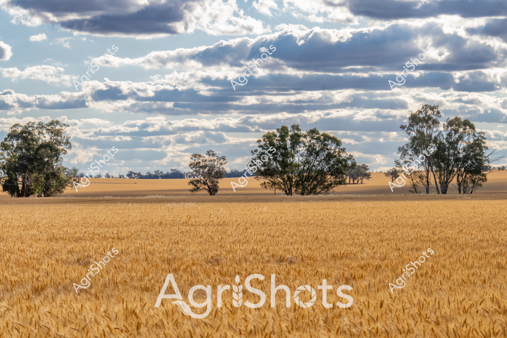 A golden wheat field stretches across the Australian rural landscape, rippling with mature grains ready for harvest under a dramatic cloudscape. Scattered eucalyptus trees punctuate the horizon, their silhouettes creating natural breaks in the expansive golden terrain. Soft blue-grey clouds drift overhead, casting dynamic shadows across the undulating wheat crop, highlighting the textural richness of the ripened grain. The landscape epitomizes the quintessential Australian wheat belt, with its wide-open spaces and agricultural abundance. The scene captures the moment just before harvest, when the wheat has turned a rich, warm golden color, signaling peak maturity and potential bounty. The interplay of golden wheat, scattered trees, and dramatic sky creates a powerful visual narrative of Australia's agricultural heartland.