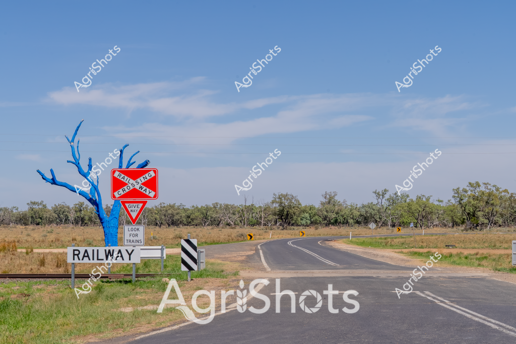 A railway crossing scene captures the rural Australian landscape, with a vivid blue tree standing prominently beside warning signs. The winding asphalt road cuts through a dry grassland with scattered eucalyptus trees in the background, creating a classic outback vista under a clear, soft blue sky. A prominent red railway crossing sign warns drivers to "Look for Trains" and indicates a "Give Way" point where the road intersects with railway tracks. The carefully placed road signs and the curving road suggest a remote transportation route through agricultural terrain, highlighting the careful infrastructure that connects rural communities. The striking blue-painted tree adds an unexpected artistic element to the otherwise natural landscape, drawing the eye and creating a surreal focal point against the muted tones of the surrounding grasslands and bushscape.