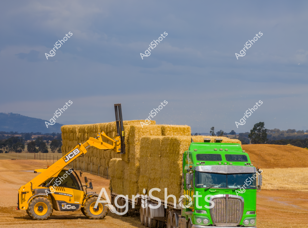 A vibrant agricultural scene unfolds with a bright yellow JCB telehandler and a lime green truck loading large rectangular hay bales in a golden harvested paddock. The expansive rural landscape stretches out under a soft blue-gray sky, with distant mountain ranges creating a serene backdrop. Carefully stacked golden straw bales demonstrate the precision of modern agricultural harvesting techniques, with the yellow telehandler skillfully maneuvering and positioning the heavy bales alongside the waiting truck. The vivid colors of the machinery - the striking yellow of the JCB and the bold green of the truck - stand out dramatically against the neutral tones of the dry agricultural landscape. This image captures the essence of contemporary farming, showcasing the sophisticated equipment and efficient processes used in hay production and transportation. The carefully choreographed loading process highlights the technical skill and machinery required in modern agricultural operations, with each piece of equipment playing a crucial role in bringing in the harvest.