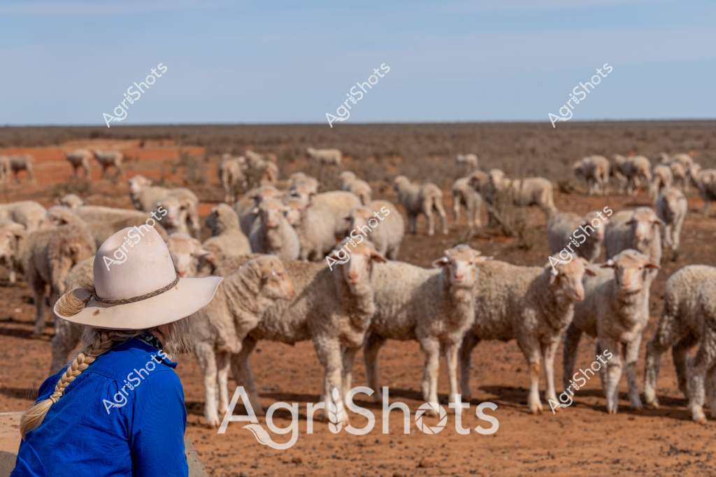 A woman stockman wearing a wide-brimmed light-colored hat and a bright blue long-sleeved shirt stands observing a large flock of Merino sheep grazing across a dry, reddish-brown paddock. The landscape stretches out to a flat horizon under a pale blue sky, typical of Australia's arid pastoral regions. Dozens of woolly white sheep are scattered across the dusty ground, their dense fleeces standing out against the ochre-colored earth. The scene captures the essence of sheep farming in rural Australia, showcasing the vast, open landscapes and the careful management required to maintain a healthy flock in challenging environmental conditions. The woman's positioning suggests she is monitoring the sheep, a critical task in maintaining the health and safety of the livestock in this harsh, expansive terrain.