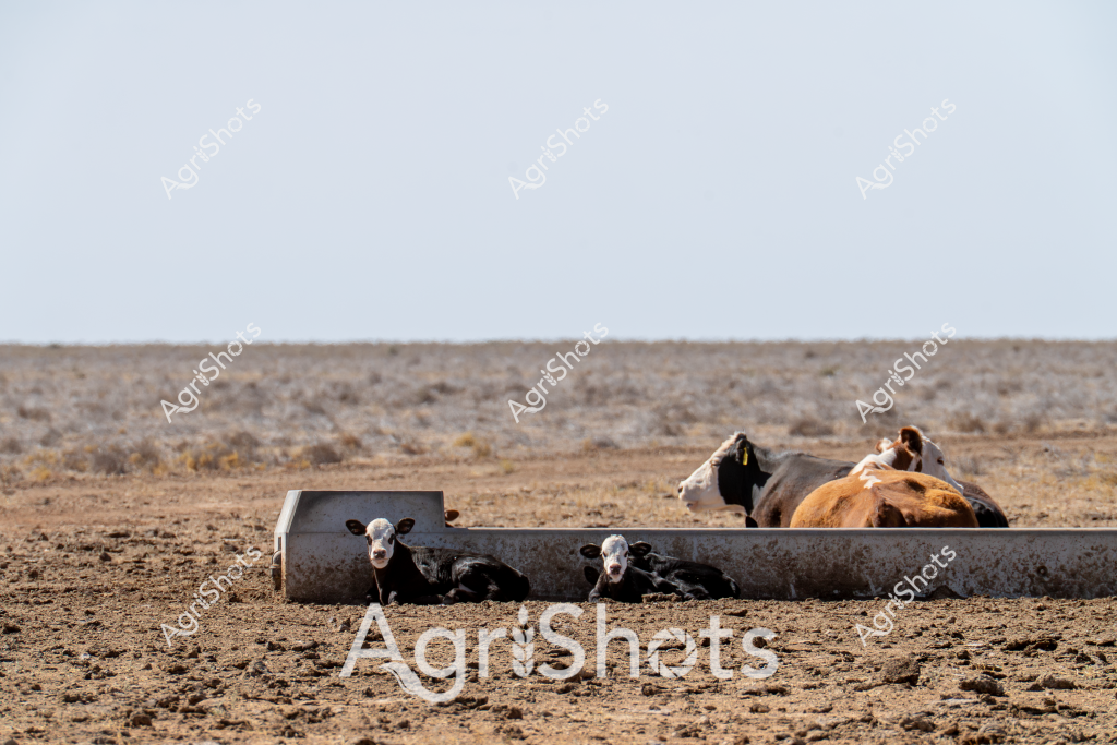 A small herd of black and white cattle huddle around a concrete trough in a sparse, dry desert-like landscape. Two young calves nestle within the shelter of the metal water trough, seeking relief from the harsh, arid environment. The surrounding terrain is rocky and barren, with scattered low shrubs and a horizon that stretches endlessly under a pale, washed-out sky. Multiple mature cows rest nearby, their varied coat colors of black, white, and brown contrasting against the monochromatic ground. The scene depicts the challenging conditions of cattle farming in an extremely dry region, where access to water becomes critical for survival. The metal trough provides a crucial lifeline for these animals, offering shade and hydration in an unforgiving landscape that speaks to the resilience of both the livestock and the farmers who manage them.