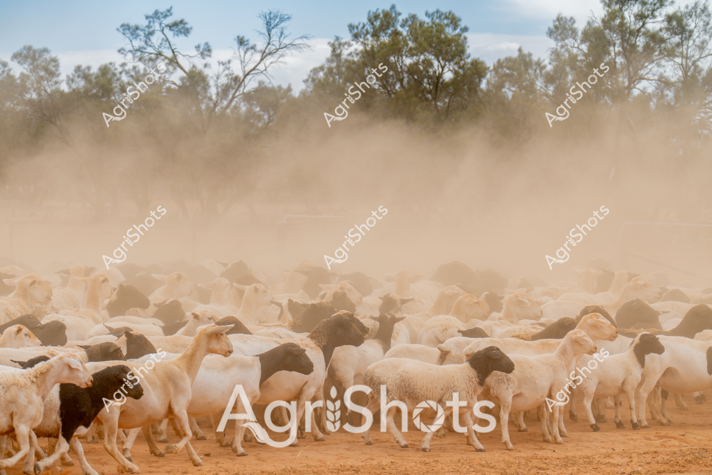 A large flock of mixed-breed sheep kicks up a massive dust cloud during mustering in the Australian outback. Merino and other white and black sheep are tightly clustered on a dry, reddish-brown earth paddock, surrounded by sparse eucalyptus trees in the background. The intense dust storm created by their movement obscures parts of the landscape, highlighting the dynamic nature of livestock management in arid regions. The sheep appear to be in motion, potentially being moved between pastures or preparing for sorting and handling. The scene captures the challenging environmental conditions of rural Australian livestock farming, where dust, heat, and vast open spaces are constant companions to shepherds and their flocks. The stark contrast between the light-colored sheep and the ochre earth creates a powerful visual representation of Australia's agricultural landscape.