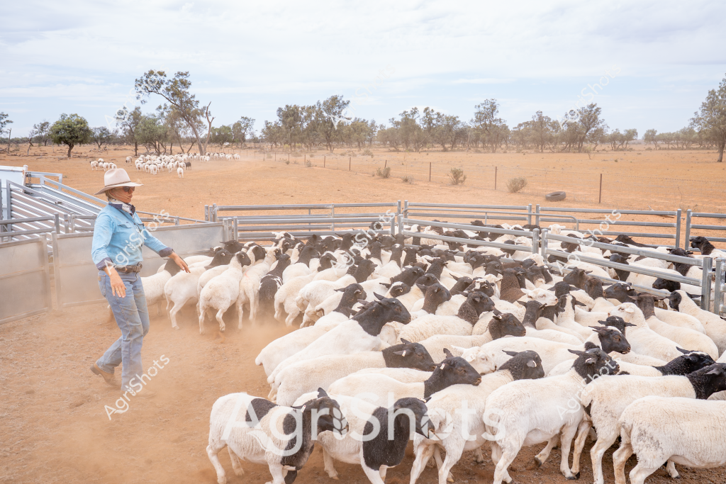 A man stockman carefully manages a large flock of black and white sheep in a dusty paddock in the Australian outback. The livestock - a mix of white and dark-colored sheep - are densely packed within metal yard panels, creating a striking visual of contrasting colors against the dry, golden landscape. Sparse eucalyptus trees line the horizon, indicating the arid conditions typical of rural Australian grazing lands.

The stockman, dressed in a light blue long-sleeved shirt and wide-brimmed hat, stands casually among the sheep, demonstrating the calm expertise of an experienced livestock manager. The ground is parched and sandy, with fine dust rising around the animals' hooves, suggesting challenging drought-like conditions. In the background, additional sheep can be seen grazing in the distant paddock, extending the sense of scale and typical extensive farming practices of the region.

This scene captures the essence of Australian sheep farming - a blend of professional animal management, rugged landscape, and the resilience required to operate in harsh agricultural environments. The image provides a vivid snapshot of pastoral life, showcasing the interaction between skilled workers and the livestock in a challenging rural setting.