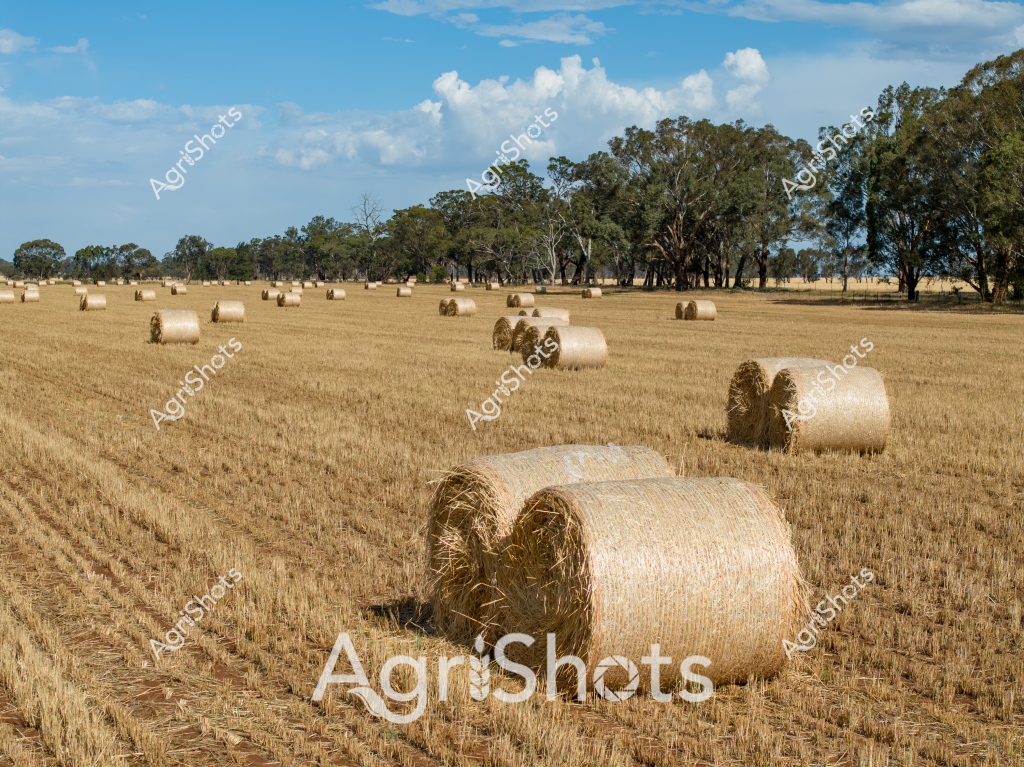 A golden rural landscape stretches across a harvested wheat or barley field, dotted with numerous round hay bales. Cylindrical straw bales are scattered systematically across the stubbled paddock, creating a rhythmic pattern against the dry golden-brown ground. A backdrop of mature eucalyptus trees lines the horizon, their green foliage contrasting with the pale golden field. Fluffy white clouds drift across a brilliant blue sky, suggesting a classic Australian late summer or early autumn agricultural scene. The round bales, likely produced using modern agricultural machinery, represent the efficiency of contemporary broadacre farming practices in capturing and storing crop residue for livestock feed or other agricultural uses. The neat rows of bales demonstrate the precision of modern harvesting techniques, with each bale positioned carefully to maximize storage and transportation efficiency.