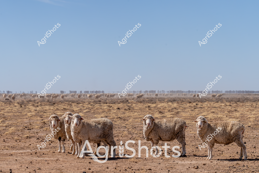A small mob of Merino sheep stand clustered on a dry, dusty paddock under a clear blue sky, with more sheep visible in the distant background. The woolly white and cream-colored sheep appear hardy and well-conditioned, adapted to the arid Australian landscape. Sparse scrub and yellow-brown grassland stretch to the horizon, indicating challenging drought conditions typical of inland grazing regions. The sheep are standing relatively still, suggesting the harsh, unforgiving environment where water and feed are scarce. Their thick, dense fleece provides protection from the intense sunlight and heat, highlighting the resilience of Merino sheep in marginal agricultural zones. The expansive, open landscape communicates the vast scale of Australian sheep farming, where animals must survive in challenging terrain and climate conditions.