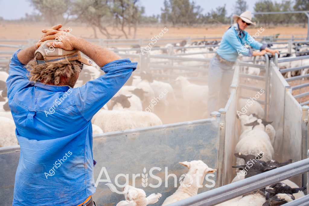 A woman in a blue shirt and wide-brimmed sun hat works in a dusty sheep yard, managing a flock of white sheep during what appears to be a warm, dry day. In the foreground, another worker wearing blue stands with hands clasped behind their head, suggesting physical exertion or momentary fatigue during the livestock management process. The metal livestock yards are filled with sheep, creating a cloud of dust as they move and shuffle within the confined space. Sparse trees and arid landscape are visible in the background, indicating this is likely a rural Australian farm setting during a dry season. The scene captures the demanding physical work of sheep farming, with workers managing livestock in challenging environmental conditions. The blue work shirts, wide-brimmed hats, and metal yard infrastructure are typical of Australian agricultural practices, highlighting the practical and resilient nature of rural farm work.