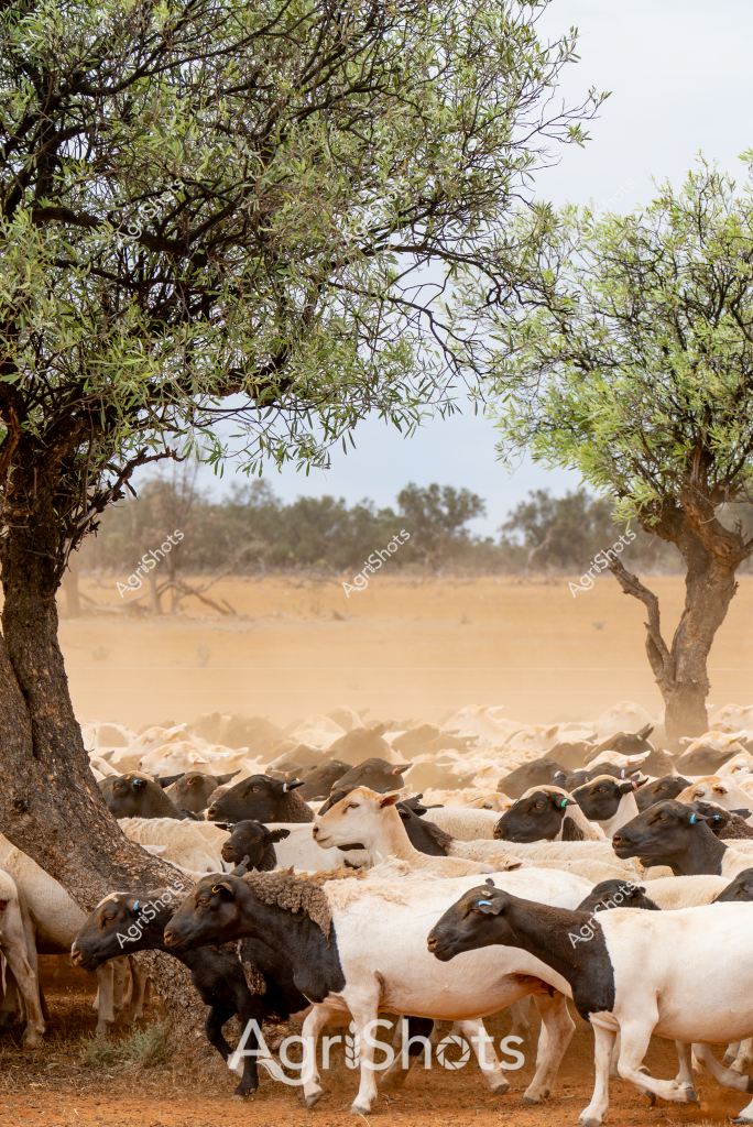A large flock of white and black sheep huddle beneath olive trees in a dusty, arid landscape. The sheep, a mix of light-colored and dark-colored individuals, are densely packed together, seeking shade from the harsh midday sun. Sparse, twisted trees with silvery-green foliage frame the scene, their branches spreading wide to provide minimal protection from the heat. The ground is a pale, dry earth tone, suggesting a drought-affected or semi-arid region typical of Australian pastoral lands. The sheep appear calm and stationary, clustered tightly together in a survival strategy against the harsh environmental conditions. This image captures the resilience of livestock in challenging Australian agricultural landscapes, where animals must adapt to sparse vegetation and demanding climate conditions.