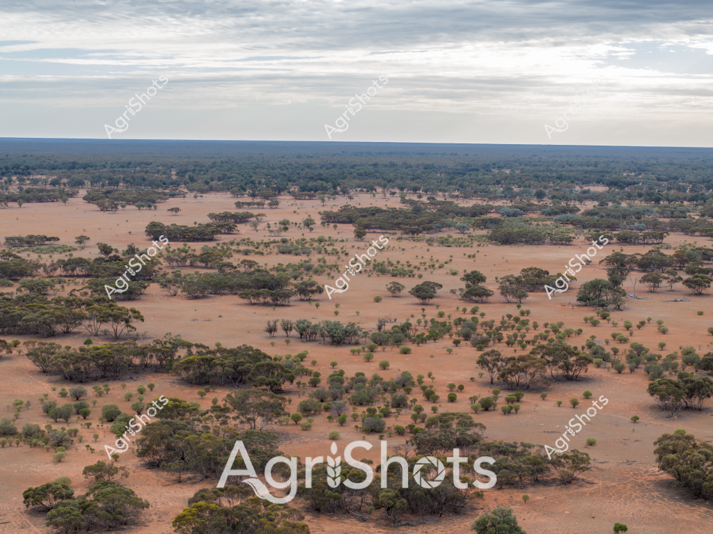 A vast, arid landscape stretches across the horizon, featuring scattered eucalyptus trees and sparse vegetation across a rich terracotta-colored soil. The expansive scene depicts a typical Australian outback landscape, with dense tree clusters breaking up the wide, open terrain under a soft, overcast sky. Multiple layers of vegetation create a textured view, with green trees standing in stark contrast against the dry, reddish-brown ground. Scattered tree groupings punctuate the landscape, showing resilient vegetation adapted to challenging environmental conditions. The image captures the essence of Australia's challenging agricultural environments, where vegetation survives in sparse, strategic clusters across seemingly inhospitable terrain. The wide-angle perspective emphasizes the immense scale and rugged beauty of the Australian landscape, revealing the natural resilience of plant life in a harsh, drought-prone ecosystem.
