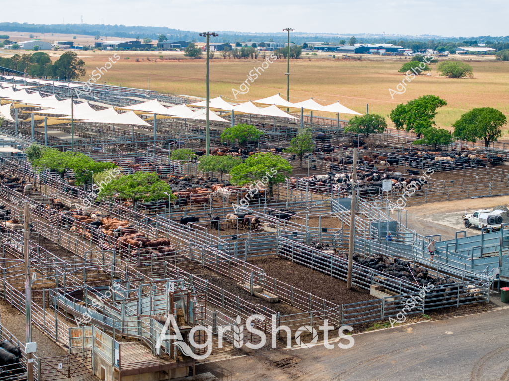 A comprehensive livestock holding facility spreads across a rural landscape, featuring multiple steel-fenced yards housing diverse cattle herds. White shade structures provide protection for the animals, while carefully positioned green trees offer additional shelter and visual breaks between the paddocks. Multiple breeds of cattle - including some with reddish-brown coats and others with darker markings - are grouped in separate enclosures, indicating a professional cattle management operation. Tall light poles provide illumination across the extensive yards, and a white utility vehicle is parked near the processing area, suggesting active agricultural management. The surrounding landscape reveals a broad, flat terrain with distant farm buildings and tree lines, typical of an Australian cattle station or agricultural precinct. The systematic layout demonstrates sophisticated livestock infrastructure, with meticulously organized zones for animal sorting, movement, and temporary holding.