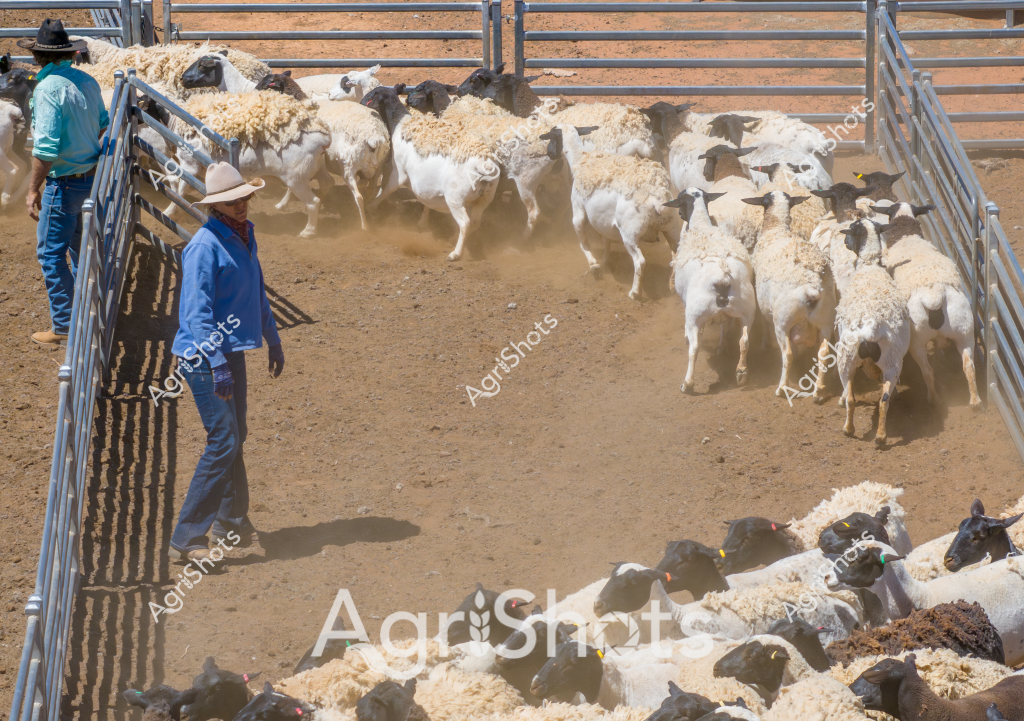 Two men in blue shirts and wide-brimmed hats manage a flock of white Merino sheep in a dusty livestock yard. The sheep, with their thick, woolly coats, are tightly packed into a metal-fenced holding area, kicking up clouds of dry earth as they move. One stockman stands near the fence, carefully observing the sheep's movement, while another assists in guiding the flock. The scene captures the intense activity of livestock management, with the animals tightly clustered and moving with nervous energy. Bright sunlight illuminates the yard, casting sharp shadows and highlighting the texture of the sheep's fleece against the parched ground. This image epitomizes the challenging and skilled work of Australian sheep farming, where careful handling and expert knowledge are crucial to managing livestock in arid conditions.
