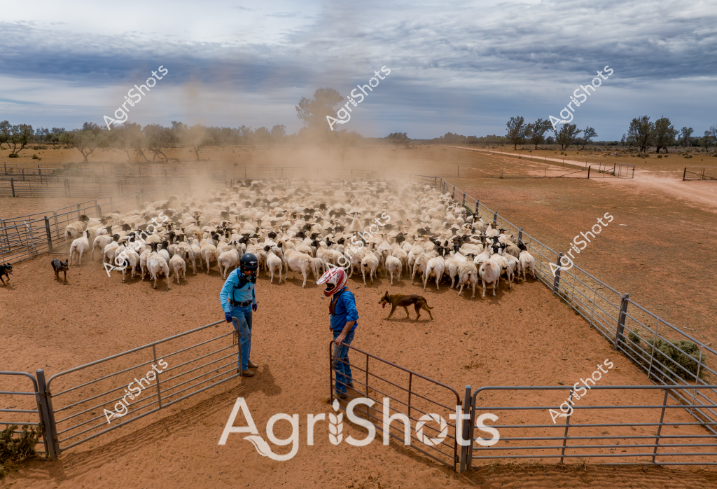 A dusty sheep mustering scene captures the essence of Australian pastoral life, with a large flock of white and black-faced sheep crowded into a dirt yard. Two men in blue work attire stand near the metal gates, overseeing the livestock operation under a dramatic cloudy sky. Herding dogs move strategically around the edges of the densely packed mob, helping to control the movement of the sheep. The arid landscape, with sparse trees and reddish-brown earth, highlights the challenging environment of rural Australian sheep farming. Dust billows around the flock, creating a hazy atmosphere that speaks to the hard work and skill required in managing livestock in this harsh terrain. The scene represents the traditional methods of sheep farming, with experienced stockmen and working dogs managing a large number of sheep in a compact yard.