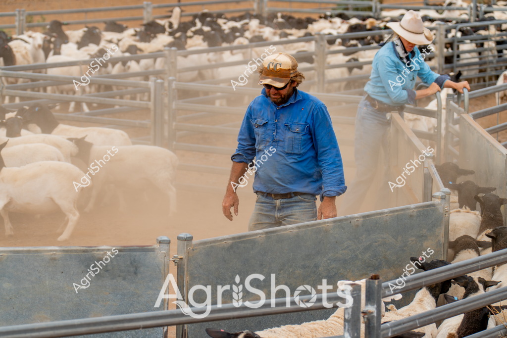 A man stockman in a blue work shirt and golden "CC" cap stands amid a dusty sheep yard, carefully monitoring a large flock of white sheep contained within metal livestock gates. Another worker in a light blue shirt and white hat can be seen in the background, managing the opposite side of the pen. The scene captures the intense concentration and precise movements required in rural livestock management, with fine dust rising around the animals and creating a soft, textured atmosphere. Multiple sheep of varying shades - white, cream, and some darker individuals - are densely packed within the metal yard infrastructure, highlighting the scale of this sheep management operation. The weathered metal gates, dust-covered ground, and focused demeanor of the stockmen convey the hardworking, pragmatic nature of Australian agricultural practices.