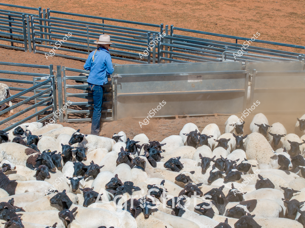 A skilled stockman in a blue long-sleeved shirt and white wide-brimmed hat stands at a livestock handling gate, overseeing a densely packed mob of white and black sheep. The animals are tightly clustered in a dusty yard with blue metal livestock panels, creating a striking contrast of white woolly bodies and dark faces typical of a crossbred or mixed breed flock. Dust rises around the sheep, suggesting active movement and the dry, arid conditions of an Australian pastoral setting. The scene captures the intricate work of livestock management, with the stockman positioned strategically to control and guide the flock through the metal cattle yards. The reddish-brown earth and the metallic blue of the yards provide a quintessential Australian agricultural landscape backdrop, highlighting the precision and skill required in sheep farming.