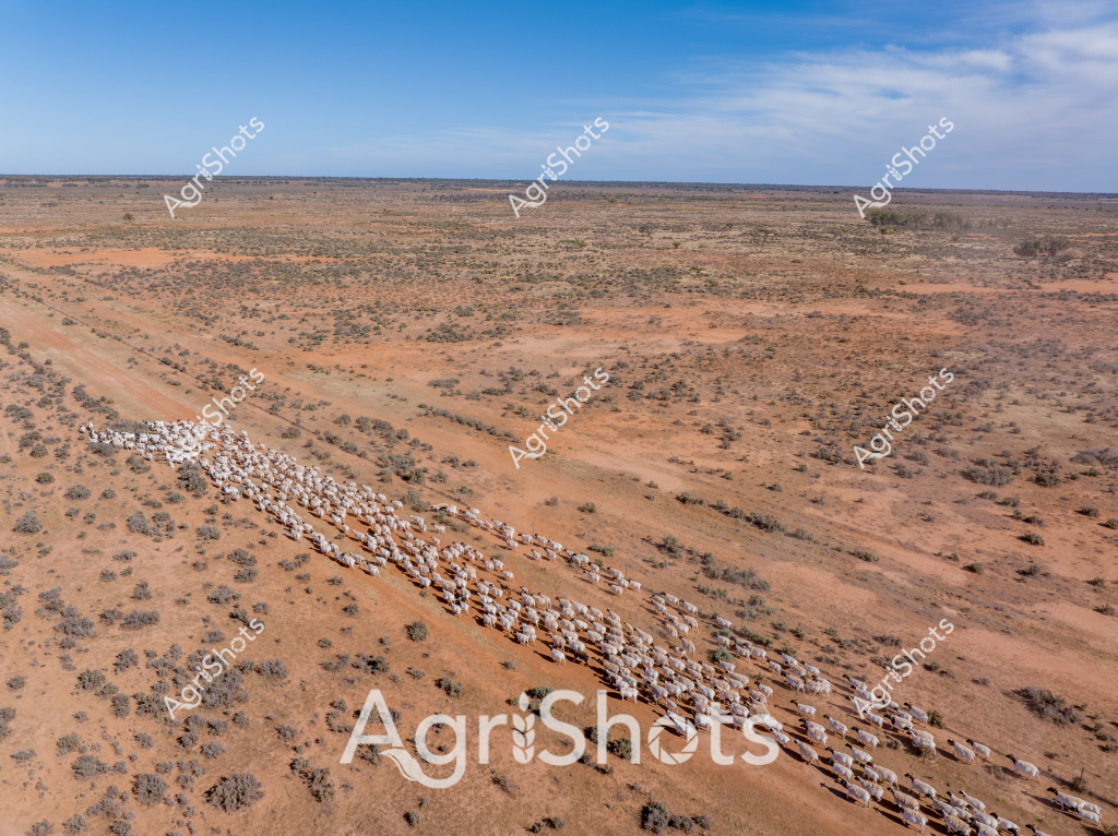 A large herd of white cattle traverses a dusty, arid landscape in the Australian outback, their white coats standing out against the reddish-brown earth and sparse scrubland. The aerial view captures a long, winding mob of livestock moving along a dirt track, surrounded by a classic Australian semi-desert terrain of scattered low bushes and occasional trees. The landscape stretches to a distant horizon under a pale blue sky with wispy clouds, showcasing the vast, open expanses typical of remote pastoral regions. The cattle appear to be moving purposefully, likely being mustered by unseen stockmen across what seems to be a remote cattle station in central Australia. The scene demonstrates the challenging environment of Australian livestock farming, where herds must traverse vast, dry landscapes to find grazing and water. The intricate pattern of the herd's movement creates a striking visual contrast against the ochre and rust-colored ground, highlighting the resilience of both the cattle and the agricultural workers who manage them in these harsh conditions.