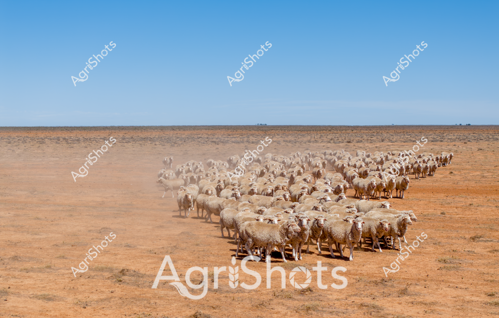 A large flock of Merino sheep traverses a dry, expansive pastoral landscape under a clear blue sky, kicking up dust as they move across the arid terrain. The densely packed mob of woolly sheep creates a tight, uniform group stretching across the ochre-colored ground, highlighting the resilience of Australian sheep farming in challenging drought conditions. The barren paddock extends to a distant horizon, with minimal vegetation and a stark landscape that emphasizes the harsh environmental conditions these livestock must endure. Dust billows around the sheep's legs, creating a misty effect that softens the edges of the flock and underscores the challenging dry environment typical of inland Australian grazing properties. The uniform white-cream coloration of the Merino sheep stands in sharp contrast to the reddish-brown earth, creating a powerful visual representation of Australia's extensive sheep farming industry and its ability to sustain livestock in marginal agricultural lands.
