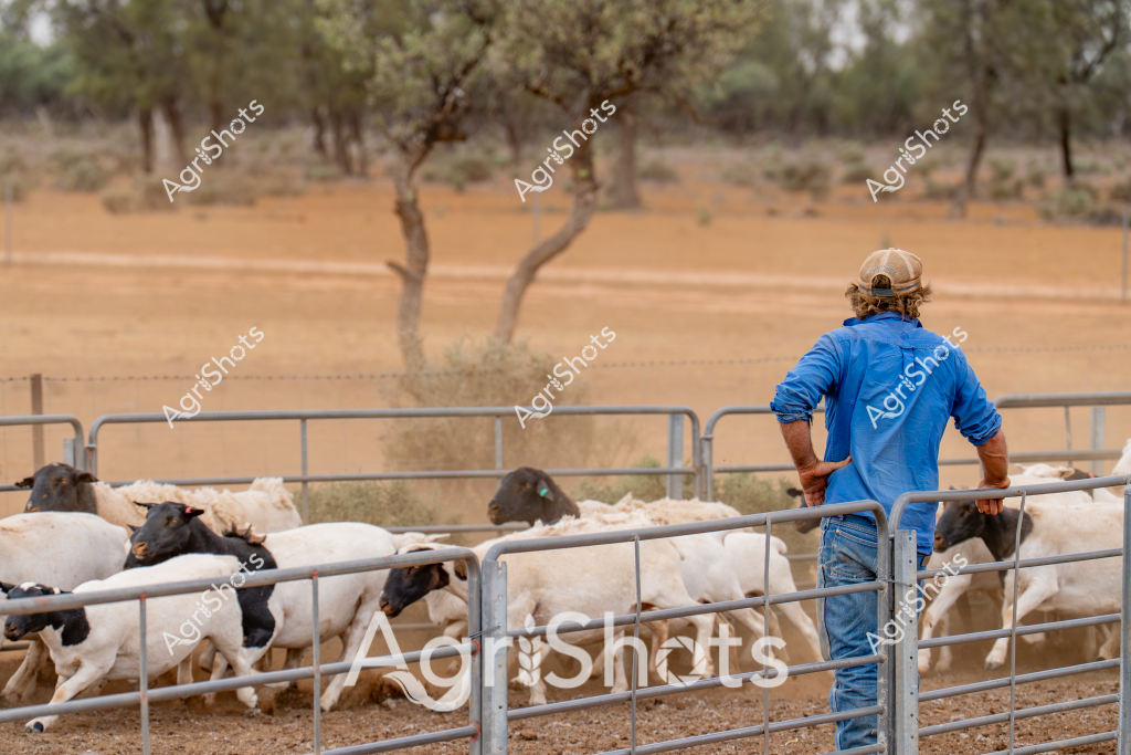 A man stockman in a bright blue work shirt and cap stands at a metal livestock gate, overseeing a herd of white and black-faced sheep in a dry, sparse paddock. The landscape is quintessentially Australian - a dusty golden ground punctuated by sparse eucalyptus trees, creating a stark backdrop for the livestock operation. Metal stock gates divide the paddock, containing the sheep within a confined area, while the stockman carefully monitors their movement and condition. The sparse vegetation and sandy soil suggest this is an arid or semi-arid region, typical of many agricultural zones in inland Australia. The sheep appear to be a mixed breed, with some showing distinctive black facial markings, likely Dorper or similar crossbreed sheep well-adapted to harsh environments. The scene captures the daily work of rural agricultural management, where careful stock handling and environmental awareness are critical to successful farming.