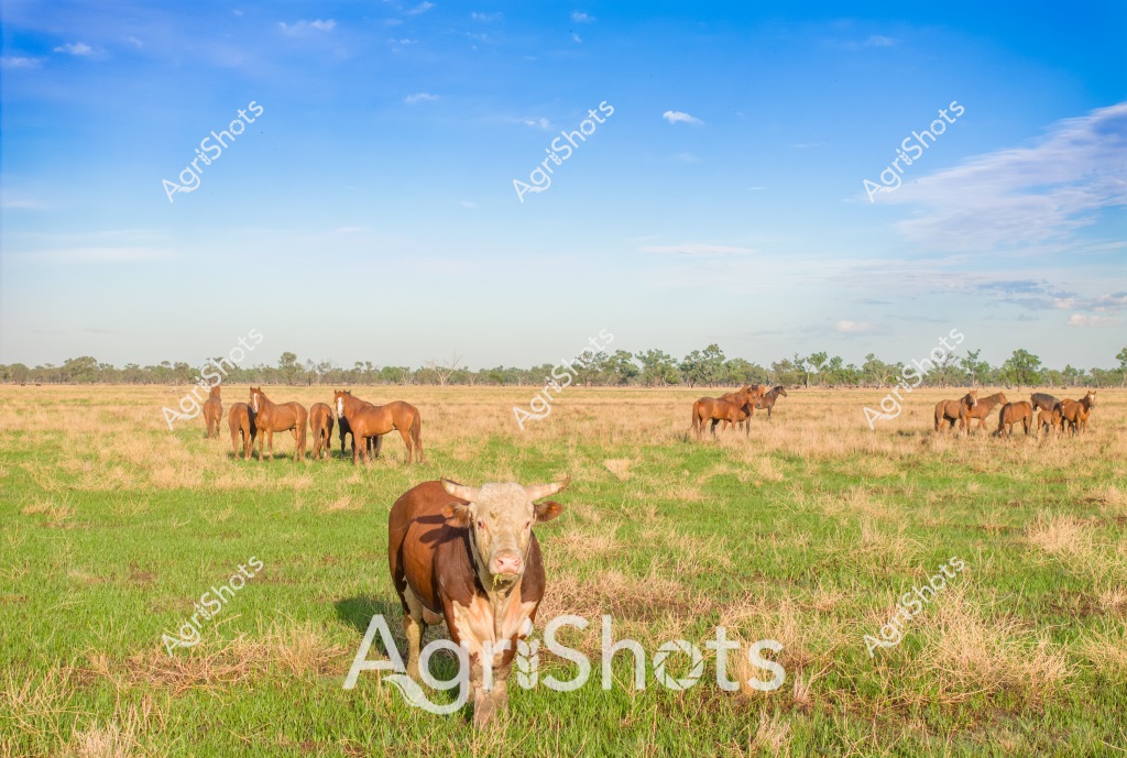 A picturesque rural Australian landscape features a herd of horses and a lone beef cattle standing in a mixed pasture under a bright blue sky with scattered clouds. The cattle, with its distinctive reddish-brown coat, stands prominently in the foreground on a patch of green grass, while multiple horses are grouped in the background across the dry golden-brown paddock. Scattered trees line the distant horizon, creating a classic Australian pastoral scene that captures the expansive nature of rural grazing lands. The image showcases the diversity of livestock farming, with horses and cattle sharing the same open grassland environment. The contrasting textures of green and dry grass, the warm earth tones of the animals, and the wide-open sky epitomize the rugged beauty of Australian agricultural landscapes.

The scene suggests a typical grazing property, likely in a region experiencing dry seasonal conditions, with the mixed vegetation indicating a working pastoral landscape that supports multiple types of livestock. The horses appear to be standing in small groups, while the solitary cattle in the foreground creates a compelling focal point that draws the viewer's eye across the expansive scene.