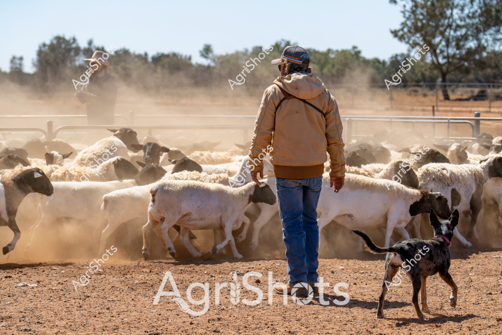 A man stockman stands amid a large flock of white sheep, surrounded by dust and dry paddock conditions. Wearing a tan jacket, blue jeans, and a cap, he is accompanied by a black working dog, likely a Kelpie, who helps manage the livestock. The sheep - a mix of white and dark-faced breeds, possibly Merino or crossbred - mill about in a confined area with metal livestock yards visible in the background. Dry, compacted earth and sparse vegetation suggest this is a typical Australian rural setting during drought or dry season. A light haze of dust rises from the movement of the sheep, creating an atmospheric scene that captures the challenging environmental conditions faced by Australian farmers. The stockman's positioning and the dog's stance demonstrate the skilled partnership between human, canine, and livestock in managing agricultural operations.