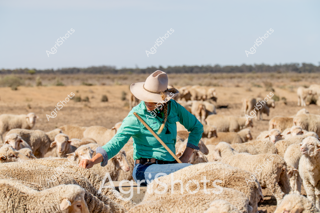 A woman livestock manager wearing a wide-brimmed hat and a bright turquoise shirt carefully moves through a dense flock of merino sheep in an expansive, dry Australian pastoral landscape. Her green shirt and denim jeans contrast with the golden-brown grasslands stretching to a distant treeline, while she uses a long wooden staff to guide and check the woolly flock. The sheep, with their thick, creamy-white fleeces, are tightly clustered across the arid paddock, representing a typical scene of sheep management in rural Australia's challenging dry interior. Her positioning among the animals suggests careful inspection, perhaps checking their health or preparing them for mustering or shearing. The wide-brimmed hat shields her from the intense outback sun, highlighting the practical clothing and equipment essential for livestock management in harsh agricultural environments.

The scene captures the resilience of Australian agricultural workers and the livestock, demonstrating the close relationship between farmer and flock in managing stock across vast, challenging terrain. The muted earth tones of the landscape and the dense cluster of merino sheep create a compelling visual narrative of rural Australian farming practices.