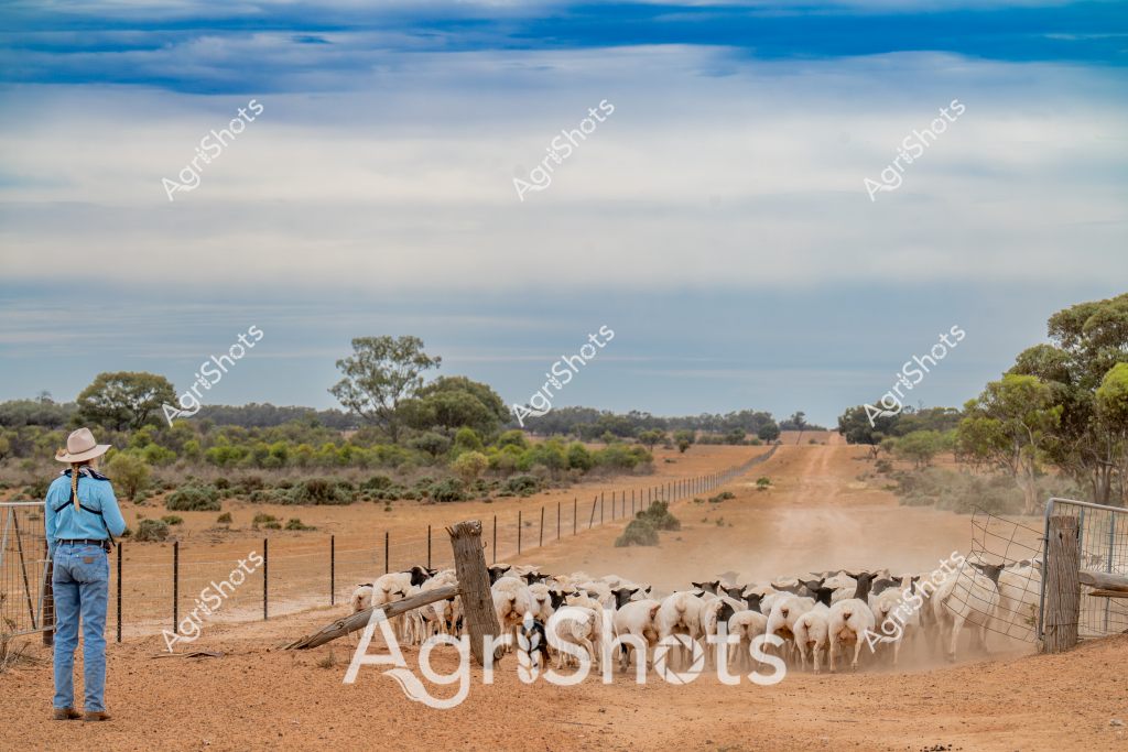 A seasoned stockman in a blue work shirt, wide-brimmed hat, and jeans stands observing a tightly clustered mob of white and black goats near a fence line on a dusty rural property. The goats are pressed against a wooden fence post, creating a dense cluster of woolly bodies in the dry, ochre-colored landscape. A long dirt track stretches into the distant horizon, lined with native eucalyptus trees and sparse bushland under a soft blue and cloudy sky. The scene captures the quintessential Australian pastoral setting - a vast, arid landscape where livestock management requires skill, patience, and intimate knowledge of the terrain. Dust rises subtly around the animals, suggesting recent movement or the inherent dryness of the environment. The composition highlights the connection between the lone stockman and the herd, embodying the resilience and solitary nature of agricultural work in remote Australian regions.