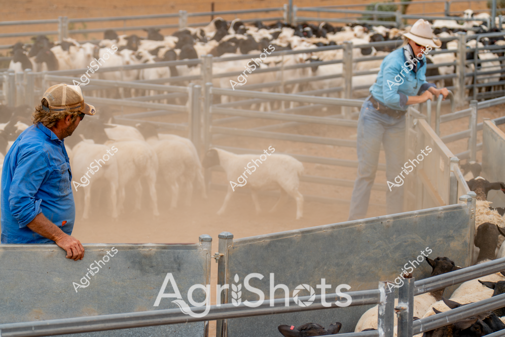 Two men working in a dusty livestock yard manage a flock of sheep, carefully guiding them through metal cattle yards under bright, arid conditions. A man in a blue long-sleeved shirt and tan cap stands near a metal gate, observing the livestock movement, while another man in a light blue shirt and white wide-brimmed hat actively manages the sheep behind metal fencing. The sheep - a mix of white and dark-colored animals - are clustered tightly in the holding pen, raising a fine cloud of dust around their woolly bodies. The landscape appears dry and sun-drenched, typical of Australian rural livestock management settings, with metal yard infrastructure providing structured containment for the animals. The workers' positioning and attentive postures suggest an experienced approach to stock handling, demonstrating the precise and methodical nature of sheep farming in challenging agricultural environments.