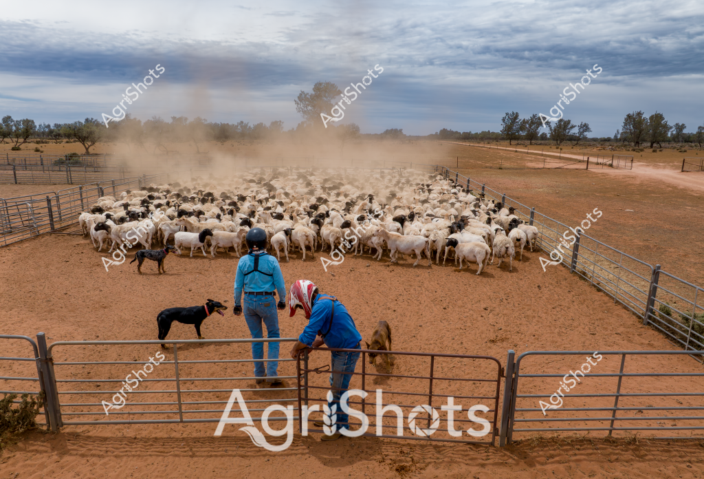 A substantial mob of white and dark-colored sheep crowd together, raising a fine cloud of reddish-brown dust against the overcast sky. A woman in blue clothing and a wide-brimmed hat stands near the metal gate, while another worker bends to interact with the livestock. Several working dogs are positioned around the flock, helping to control and direct the sheep's movements. The arid landscape features sparse trees in the background and metal livestock yards with multiple paddock sections, typical of Australian sheep station infrastructure. The scene captures the challenging and dynamic nature of sheep management in a dry rural environment, with the dust and tight grouping of animals suggesting active mustering or sorting activities.