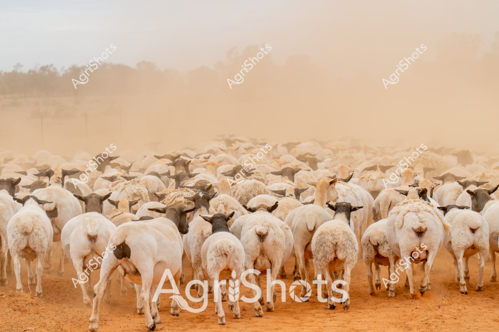 A dense flock of white sheep stands tightly packed together, their backs and rumps facing the camera, creating a sea of woolly forms against a dusty, golden-brown landscape. The image captures a quintessential Australian rural scene, with a hazy, sepia-toned atmosphere suggesting dry, arid conditions typical of inland regions. These appear to be Merino sheep, renowned for their fine wool and adaptability to harsh Australian environments, standing on a parched, reddish-orange dirt surface that speaks to the challenging drought conditions often faced by Australian farmers.

The sheep are predominantly white with some darker-fleeced individuals mixed throughout the mob, their bodies close together, creating a uniform mass that stretches across the frame. The dusty background and tight grouping suggest the animals might be being moved or gathered, a common practice in extensive grazing operations across Australia's vast pastoral landscapes. The image powerfully illustrates the resilience of both the livestock and the farmers who manage them in challenging environmental conditions, with the dust cloud around the flock emphasizing the dry, unforgiving nature of the terrain.