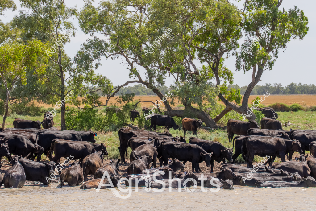 A herd of black Angus cattle seek relief from the heat, clustered around a watering hole surrounded by eucalyptus trees in a classic Australian pastoral landscape. The cattle are densely packed, with some standing in the water and others resting on the muddy banks, their dark coats absorbing the intense sunlight. Scattered among the predominantly black herd are a few brown-coated animals, adding subtle variation to the group. Tall, gnarled eucalyptus trees provide sparse shade, their silvery-green leaves creating a typical Australian bushland backdrop. The landscape suggests a dry, potentially drought-affected region, with parched grasslands and sparse vegetation visible in the background. The scene captures the resilience of Australian cattle farming, where livestock must adapt to challenging environmental conditions.