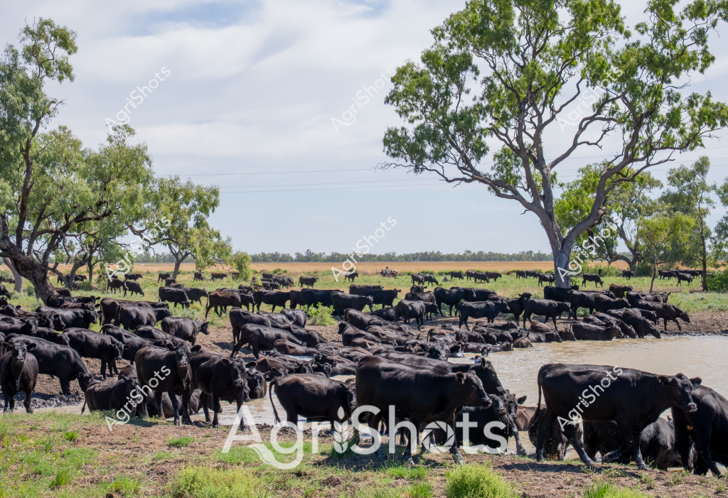 A large herd of black cattle congregates around a water point in a classic Australian pastoral landscape. Numerous dark-colored cattle crowd the waterhole, some standing in the shallow water while others wait at the edges, creating a dense group against the dry grassland and scattered eucalyptus trees. The landscape suggests a cattle station in northern Australia, with open grasslands stretching to the horizon and mature gum trees providing sparse shade. These appear to be beef cattle, likely Angus or Droughtmaster breed, gathering to drink during what seems to be a warm day with a pale, cloudy sky overhead. The scene captures the essential rhythm of cattle management in Australia's extensive grazing systems, where water sources are critical lifelines in often arid environments.

The image showcases the typical landscape of a large cattle property, with the animals clustered tightly around the water source, demonstrating the importance of strategic water points in managing livestock across vast pastoral lands. The green-grey foliage of the eucalyptus trees and the dusty ground highlight the challenging agricultural conditions of the region.