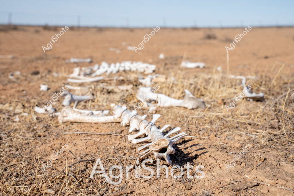 Based on the image and our agricultural stock photography guidelines, here's a detailed description:

Skeletal remains of an animal are scattered across a dry, arid landscape, revealing the harsh realities of drought conditions in the Australian outback. Bleached white bones are carefully positioned against the parched, reddish-brown earth, with sparse dry grasses and scattered stones surrounding the skeletal fragments. The barren terrain stretches to a distant horizon, punctuated by faint power lines or fence posts, creating a stark visual representation of environmental stress. The bone structure appears to be from a large mammal, possibly cattle or a large wild animal, with vertebrae and other skeletal elements spread across the ground in a fragmented pattern. The image captures the unforgiving nature of extreme drought, where life struggles to survive and the landscape becomes a bleached memorial to the challenges of survival in Australia's most challenging agricultural regions.

The scene powerfully illustrates the impact of prolonged dry conditions on livestock and wildlife, serving as a stark reminder of the environmental challenges faced by Australian farmers and graziers in arid and semi-arid zones.