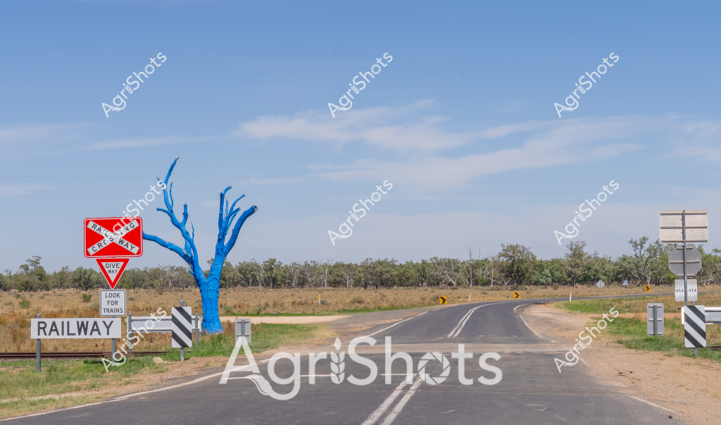 A striking rural railway crossing scene captures an isolated Australian landscape, with a vivid blue tree standing sentinel near a traffic sign. The winding asphalt road curves through a dry grassland setting, punctuated by roadside railway warning signs and distant eucalyptus trees. A "Give Way" and "Railway" sign alerts travelers to potential train crossings, emphasizing the safety infrastructure of rural transportation routes. The bright blue tree - likely an artistic installation or painted landmark - provides a surreal contrast against the muted landscape of golden grasses and soft blue sky. Roadside markers and gentle road curves suggest this is a remote agricultural region, typical of inland Australian terrain where transportation infrastructure connects sparse rural communities.

The composition highlights the intersection of natural landscape and human-constructed pathways, with the unexpected blue tree adding an element of artistic intrigue to an otherwise utilitarian scene of rural road and rail infrastructure.