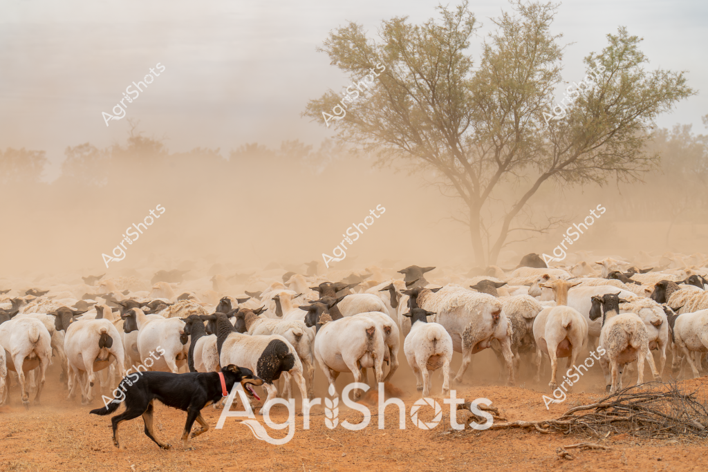 A dust-laden landscape reveals a tightly packed mob of white and black sheep being expertly herded by a black working dog with a red collar. The flock moves across a parched, reddish-brown earth paddock, kicking up a dense cloud of fine dust that softens the background trees and horizon. A solitary tree stands sentinel in the misty distance, its sparse foliage testament to the arid conditions. The sheep - a mix of white and dark-fleeced animals - are tightly clustered, their backs and rumps creating a uniform texture that stretches across the frame. The working dog, likely a skilled Australian Kelpie, moves with purpose alongside the flock, demonstrating the critical role of working dogs in mustering livestock across challenging Australian pastoral landscapes. The scene captures the harsh beauty of outback farming, where livestock management requires resilience and skill in unforgiving environmental conditions.