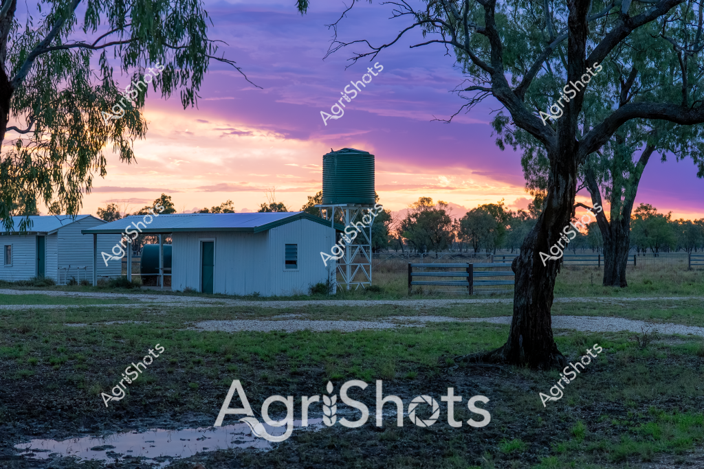 A tranquil rural sunset illuminates a quintessential Australian farm setting, with a green water tank standing prominently beside a weathered corrugated iron shed. Eucalyptus trees frame the landscape, their silhouettes etched against a stunning purple and orange sky that signals the day's end. The grassy paddock in the foreground shows signs of recent rainfall, with small puddles reflecting the dramatic twilight colors. A wooden fence line stretches into the distance, defining the property's boundary and adding depth to the pastoral scene. The water tank, mounted on a sturdy metal frame, represents critical infrastructure for rural water management, highlighting the importance of water resources in this agricultural environment. The soft evening light creates a serene atmosphere, capturing the quiet beauty of an Australian rural landscape at dusk.
