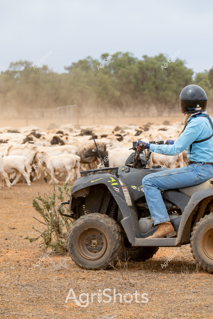 A woman livestock manager rides an all-terrain quad bike through a dusty paddock, herding a large flock of white sheep. She wears a light blue long-sleeved shirt, protective helmet, and blue jeans, sitting confidently on the grey ATV as she guides the livestock across the dry, sparse landscape. In the background, sparse trees and shrubs create a soft horizon line, while the ground is covered in rocky, arid terrain with patches of sparse vegetation. The sheep move in a tight cluster, kicking up clouds of fine dust as they are carefully directed across the paddock. The scene captures the essential role of modern agricultural machinery in managing livestock, demonstrating the skill and efficiency of rural workers in challenging Australian outback conditions. The muted earth tones of the landscape contrast with the woman's bright blue shirt, highlighting her active management of the flock.