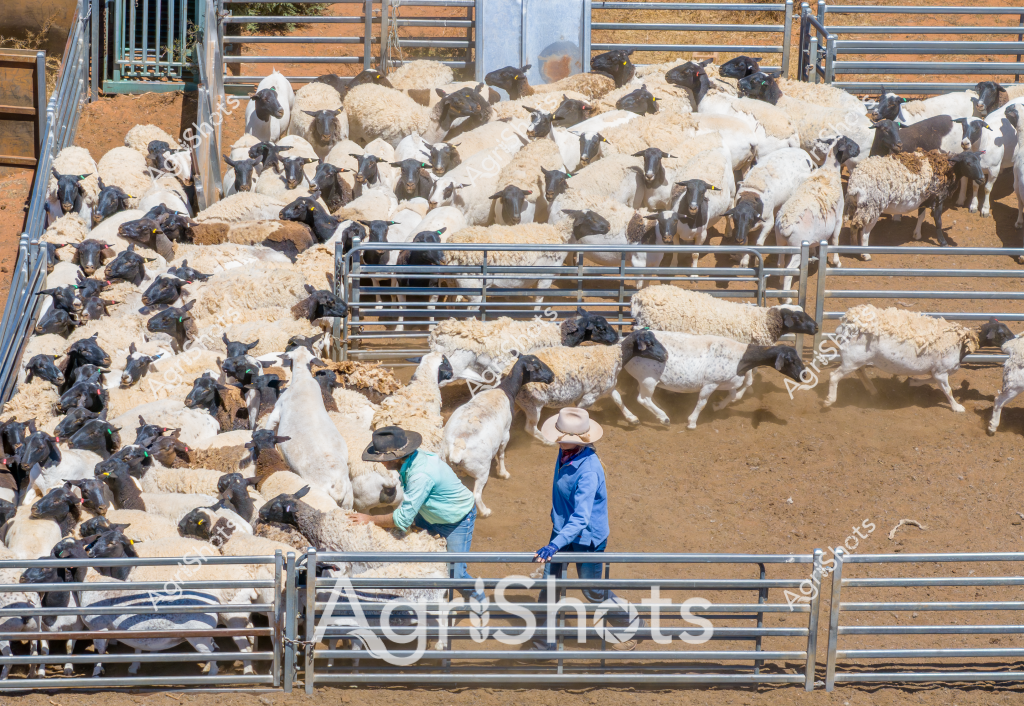Two men in blue and turquoise shirts work among a large flock of white and black-faced sheep in a metal livestock yard. The sheep - which appear to be Merino or similar wool-producing breed - are densely packed in multiple pens with sandy-colored ground, creating a textural landscape of woolly bodies and metal fencing. One man is crouched down working closely with the sheep, while the other stands nearby, suggesting a coordinated livestock management activity. The metal yard infrastructure includes multiple interconnected pens with horizontal rails, designed for efficient sheep handling and movement. The scene captures the precision and physical labor of Australian sheep farming, with the animals tightly clustered and the workers moving methodically among them under what seems to be bright, clear daylight conditions typical of a rural Australian setting.