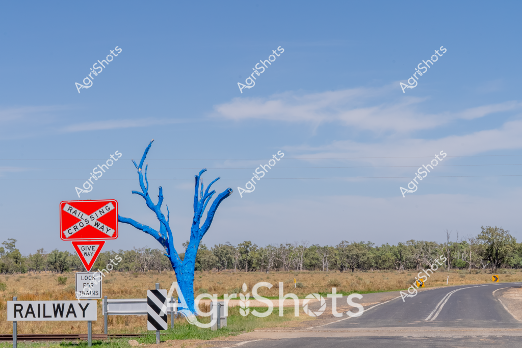 A striking blue tree stands beside a railway crossing sign in an expansive rural Australian landscape. A red triangular railway crossing sign with "GIVE WAY" and "RAILWAY" text warns travelers of the approaching train track, set against a backdrop of dry grasslands and scattered eucalyptus trees. The vivid blue tree appears to be an artistic installation or painted dead tree, creating a surreal contrast with the muted earth tones of the surrounding countryside. A curved bitumen road winds around the tree and railway signage, suggesting this is a remote rural intersection in an Australian agricultural region. The clear blue sky and open landscape capture the vast, sparse character of the Australian outback, where infrastructure and occasional artistic interventions punctuate the expansive natural environment.